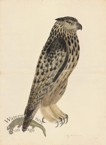 EAGLE OWL . PL 8